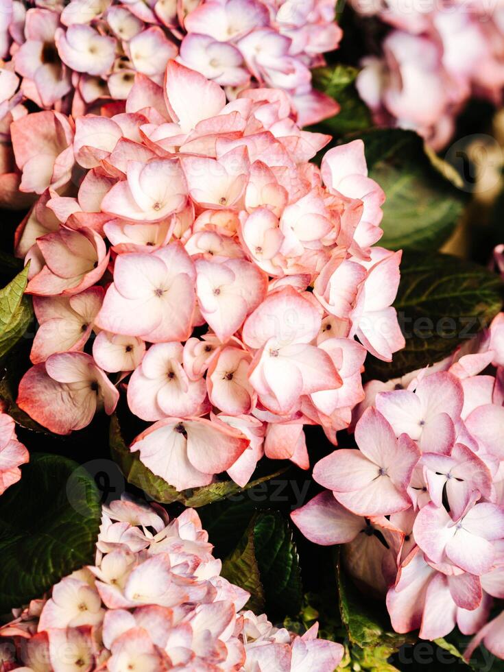 Beautiful pink white hydrangea flowers in the garden that bloom in early summer background photo