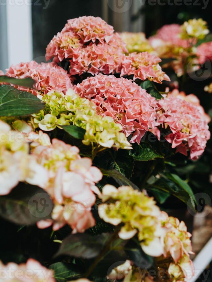 Pink and white hydrangea flowers in store. photo