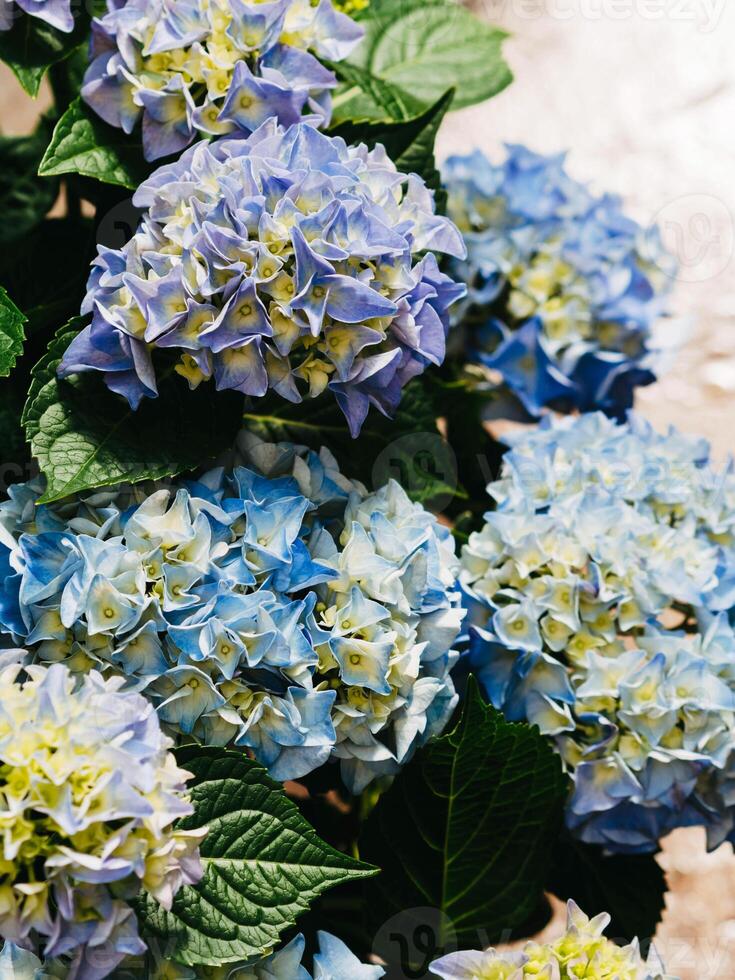 Beautiful blue hydrangea flowers in garden photo