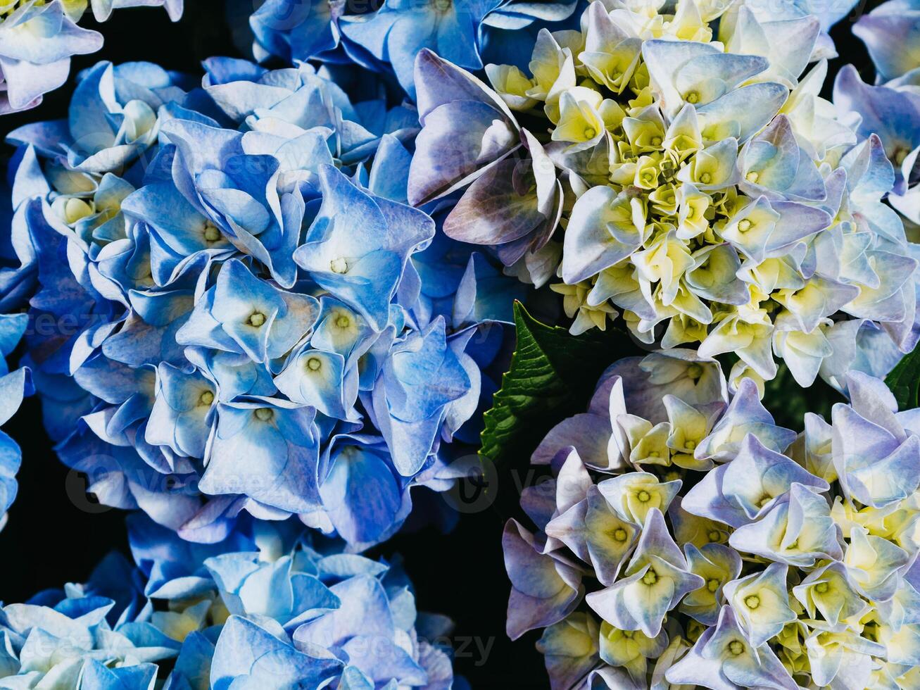 Beautiful blue hydrangea flowers photo