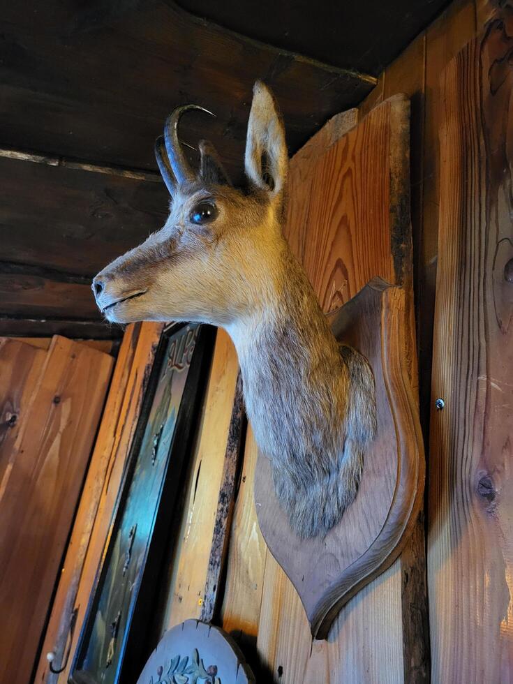 Taxidermy Deer head mounted photo