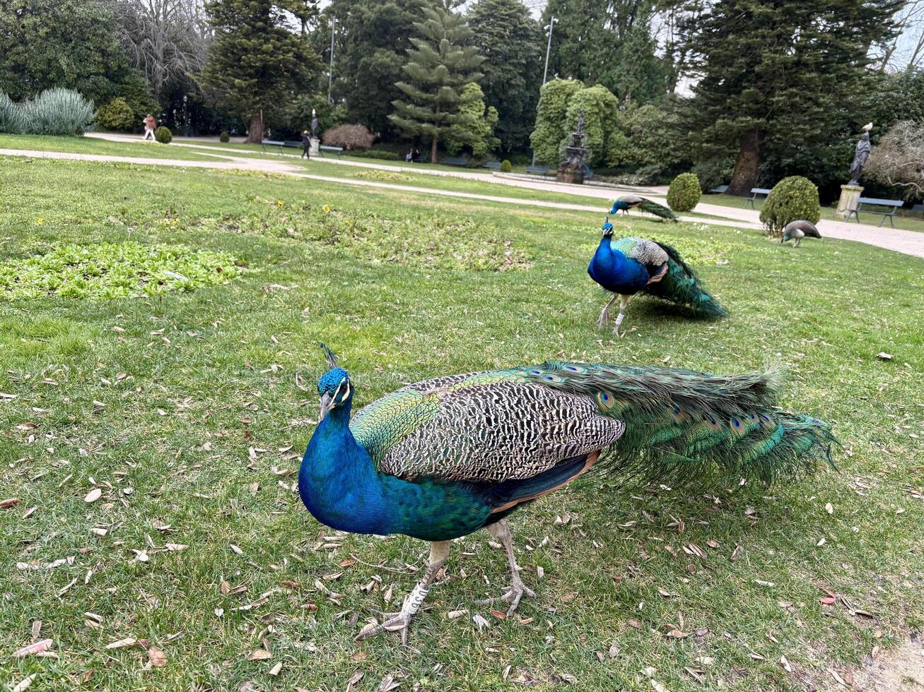 Peacocks walking in a public park photo