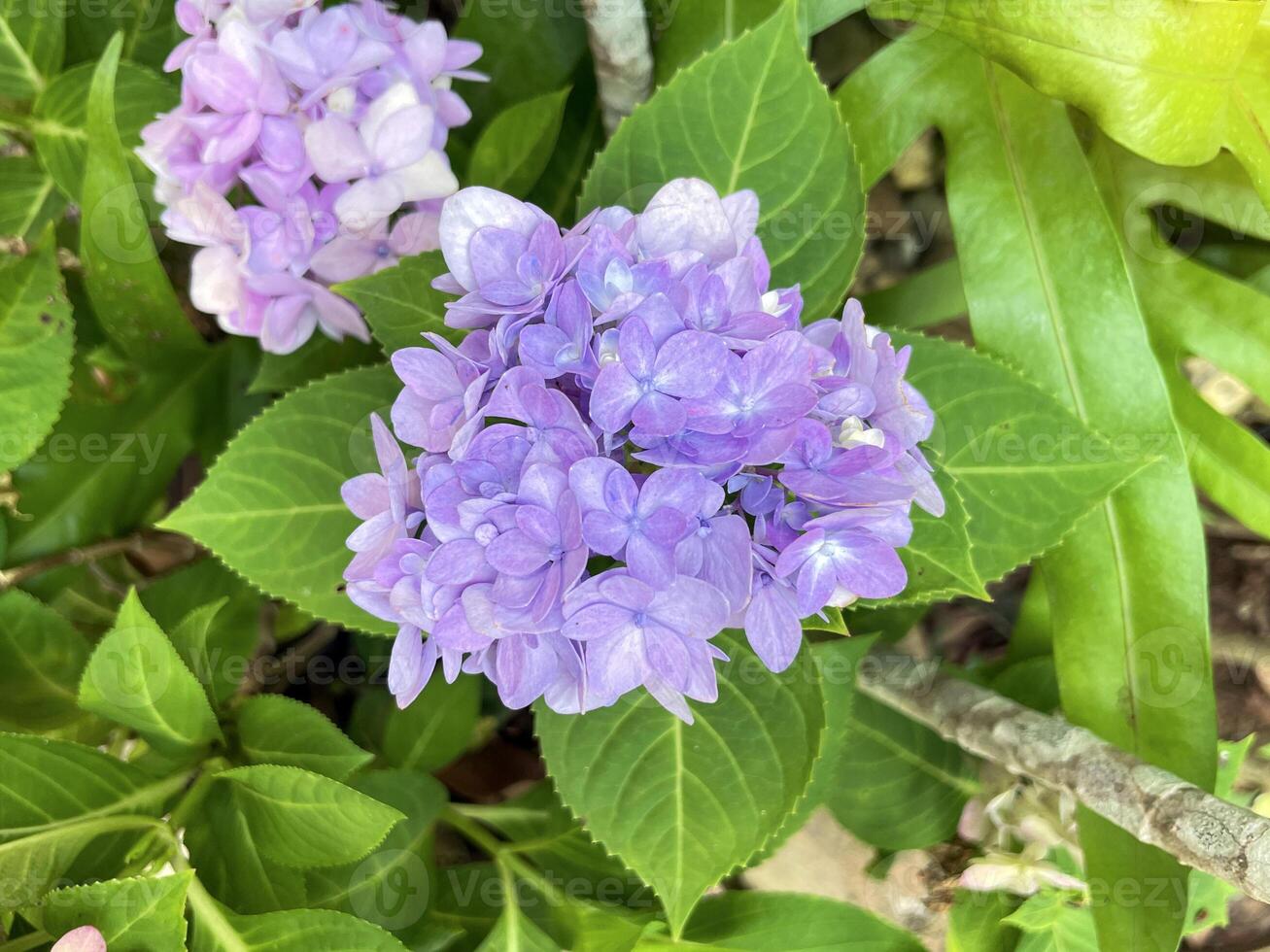 Hydrangea bushes are ornamental flowering plants and each species has different petals. Flower colors include white, pink, red, purple and blue photo
