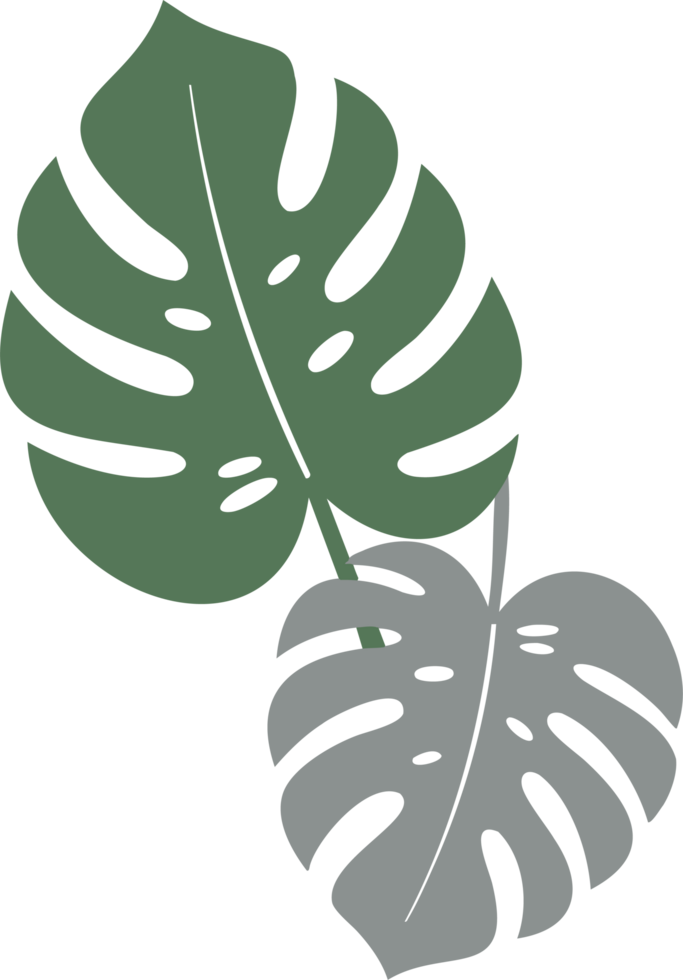 Monstera leaves illustration png