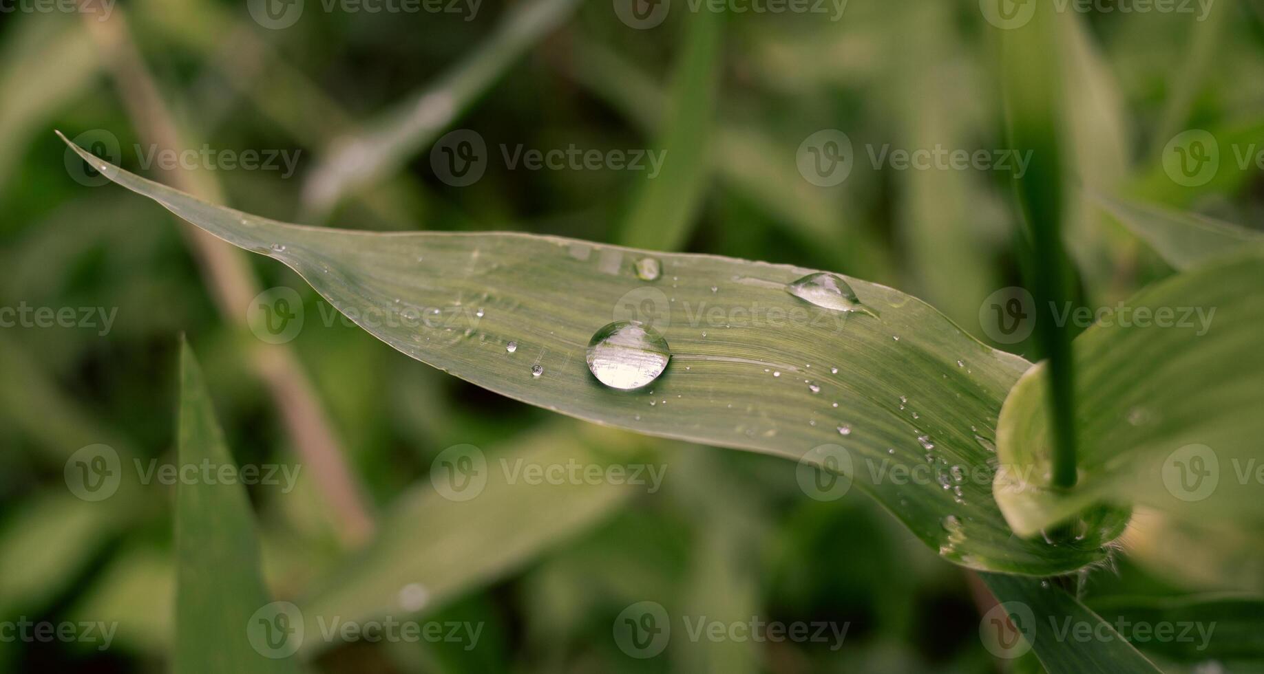 Water drops on green leaves photo