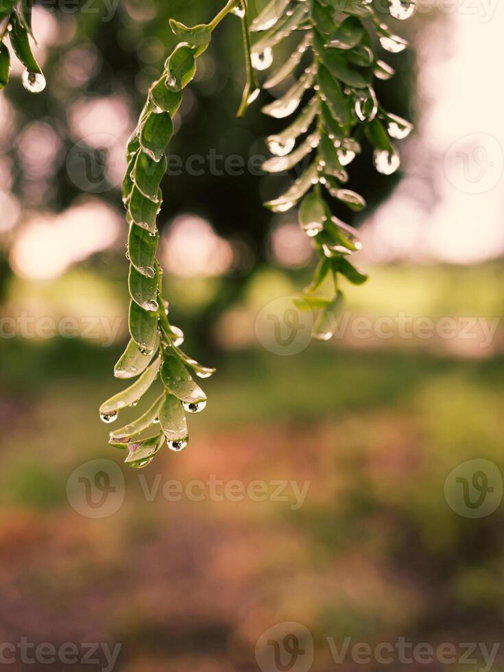 Water drops on small green leaves after rain and sunset light photo