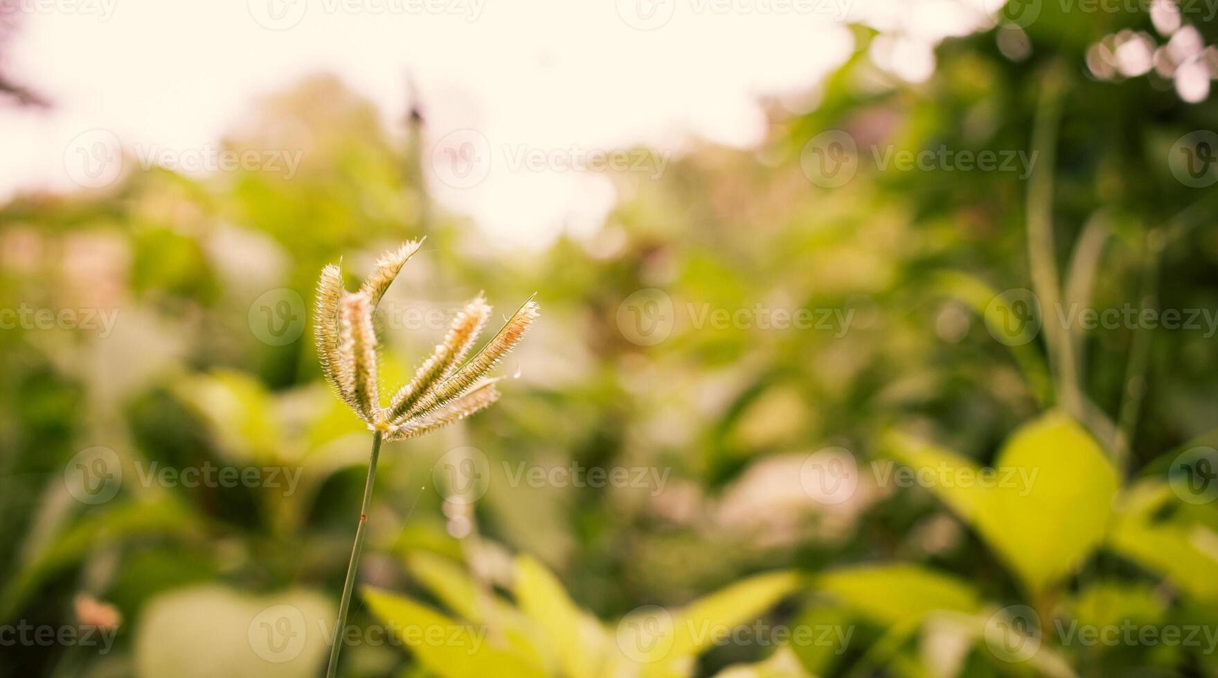 Small green grass flower and blur green nature background photo