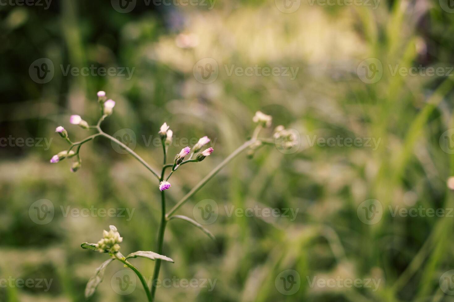 Small grass flower and blur green nature background photo