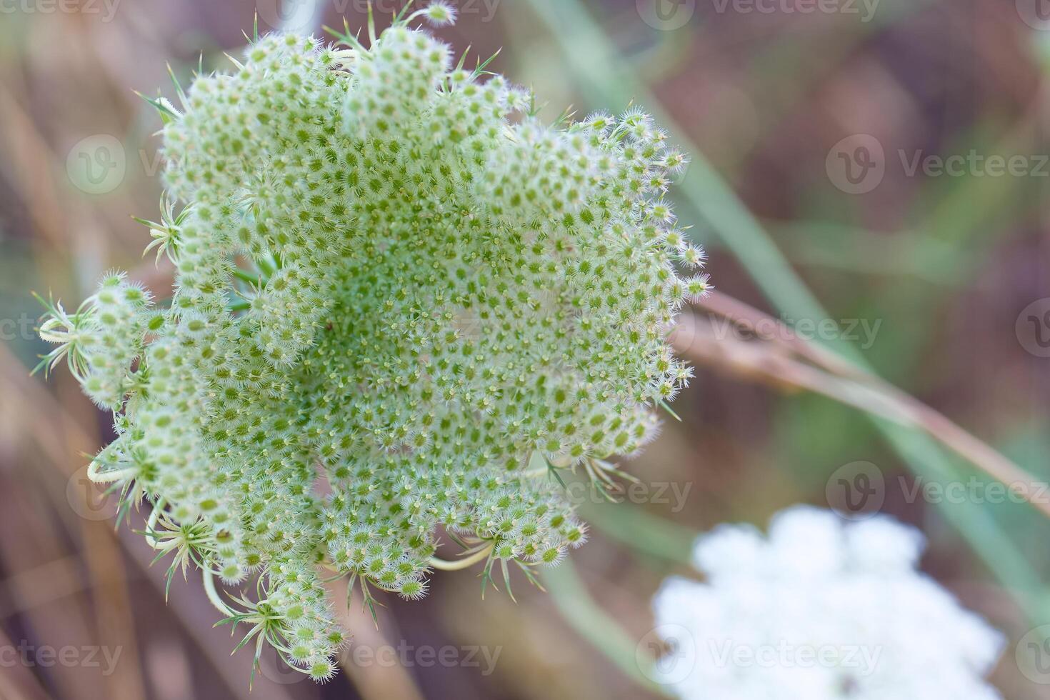 Unique green plant close up showcasing its intricate texture and coloration during a sunny day in a natural setting photo