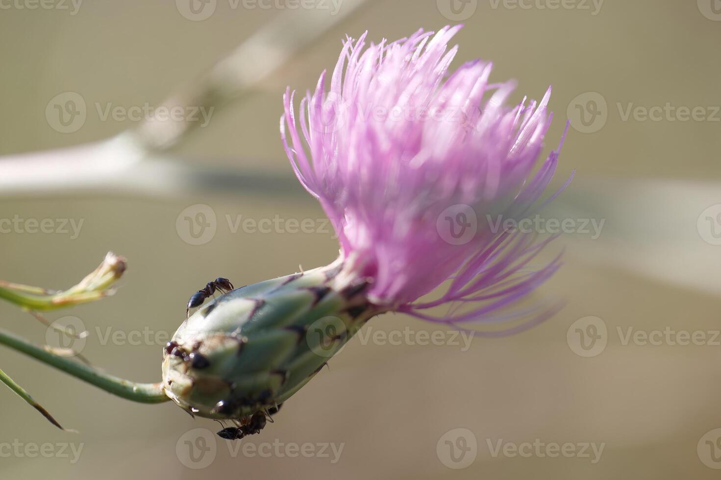 Purple flower with insect close-up photo