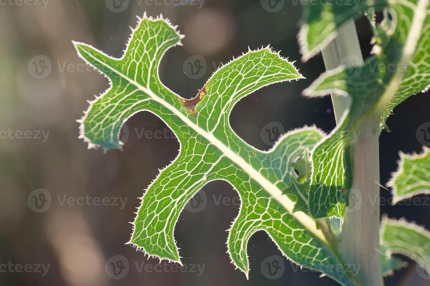 Intricate leaf pattern in sunlight photo