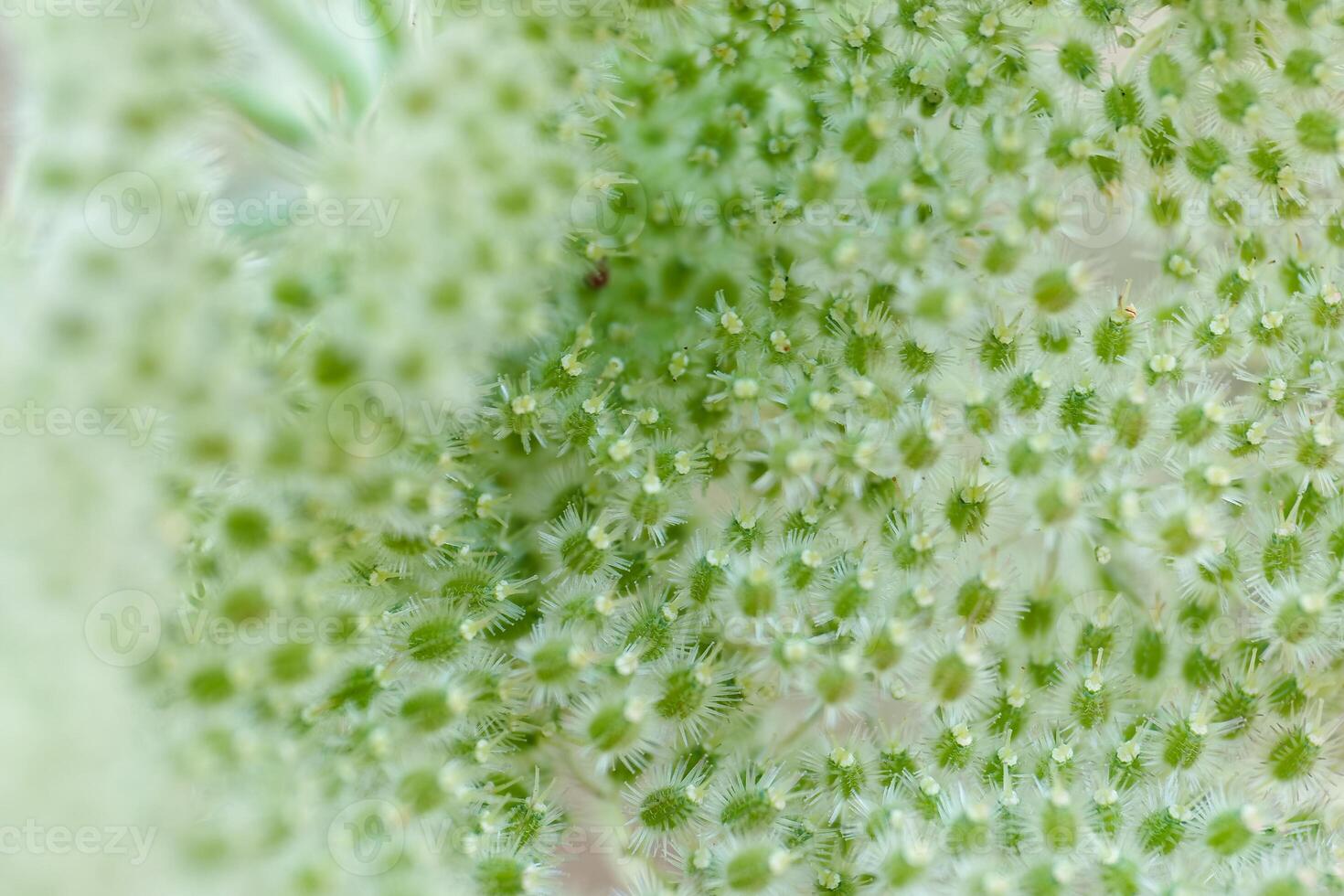 Close up view of a green plant showcasing delicate texture and structure during daytime photo