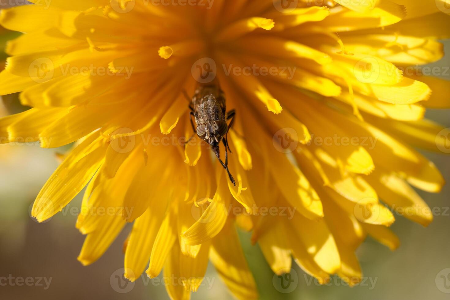 Bee on yellow flower photo