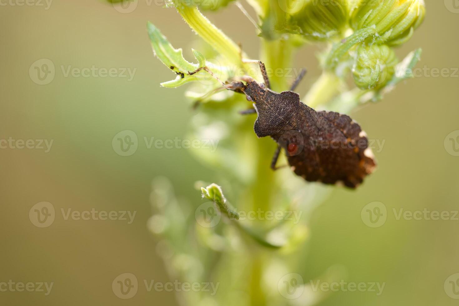 Insect on a green plant close-up photo