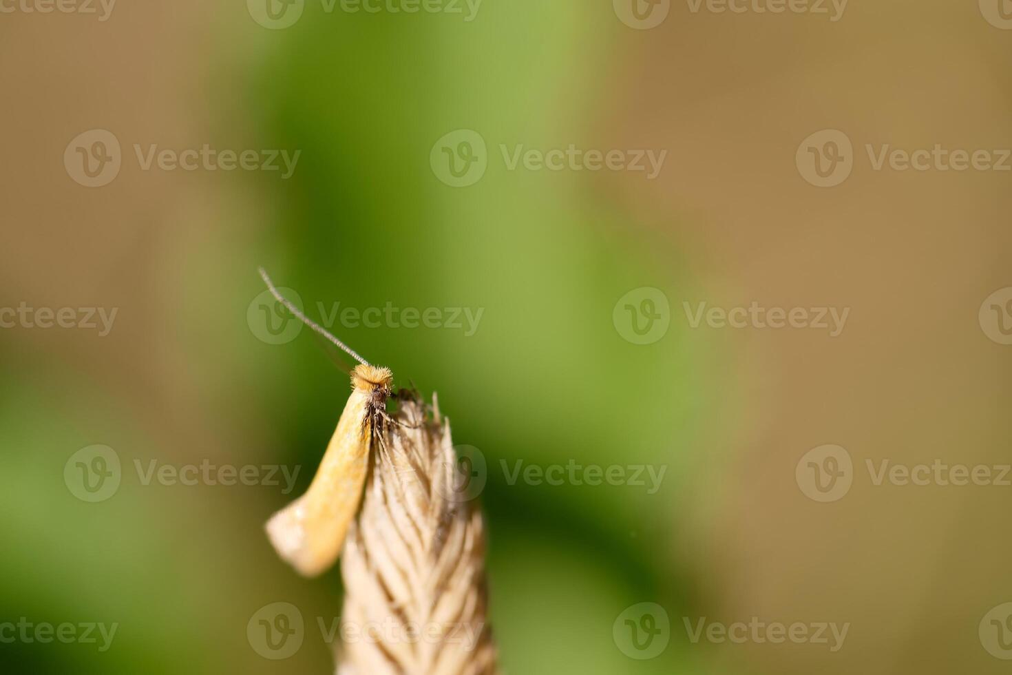 Yellow moth on a plant photo