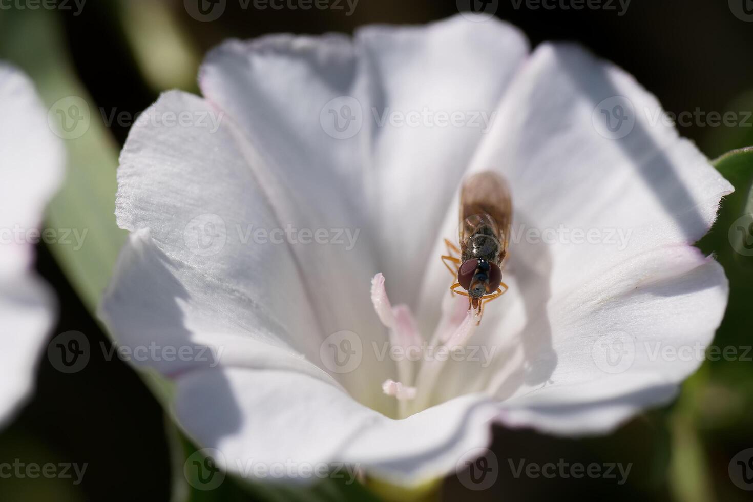 Bee sitting on white flower photo
