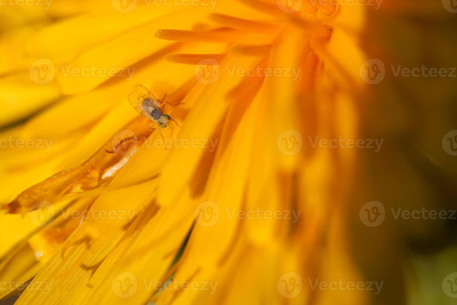 Close up view of a tiny insect on a vibrant yellow flower at a sunny garden during spring photo