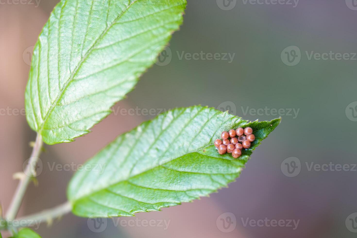 Small cluster of insect eggs on green leaf in a natural setting during daytime photo