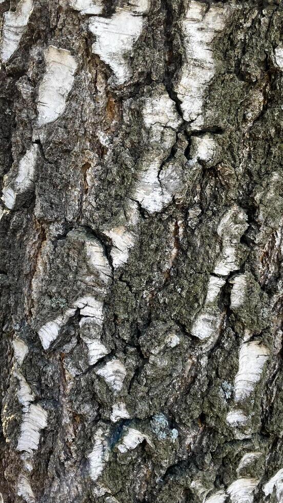 The birch bark texture or background. Macro shot is made by means of stacking technology trunk. Texture made of birch tree bark. Beautiful birch trunk background. Conceptual image. photo