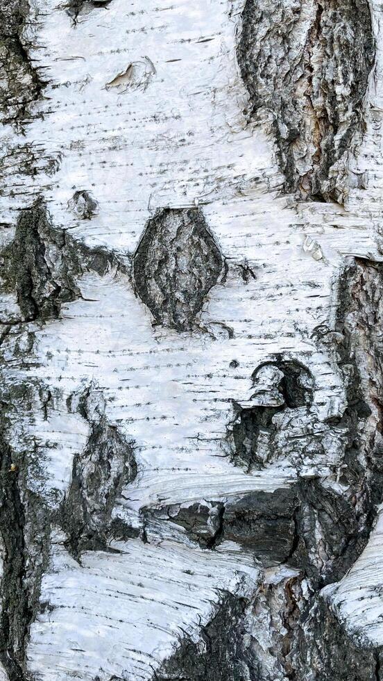 photo of birch bark texture