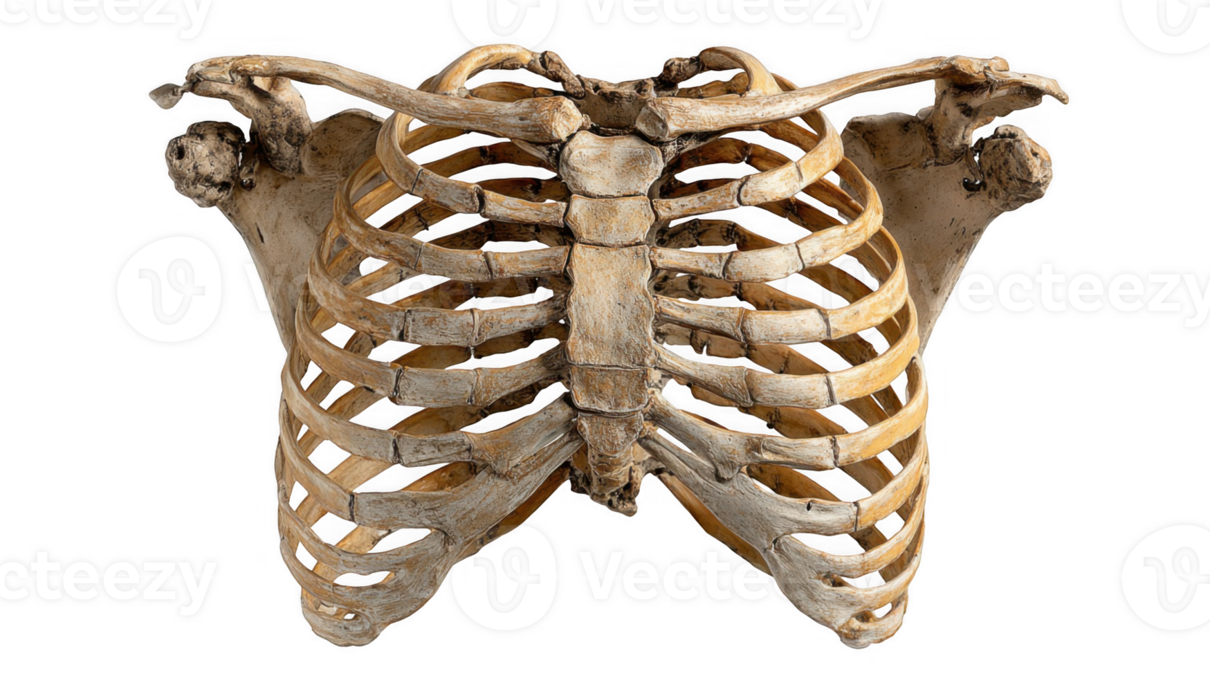 Human rib cage bones showing anatomy on transparent background png