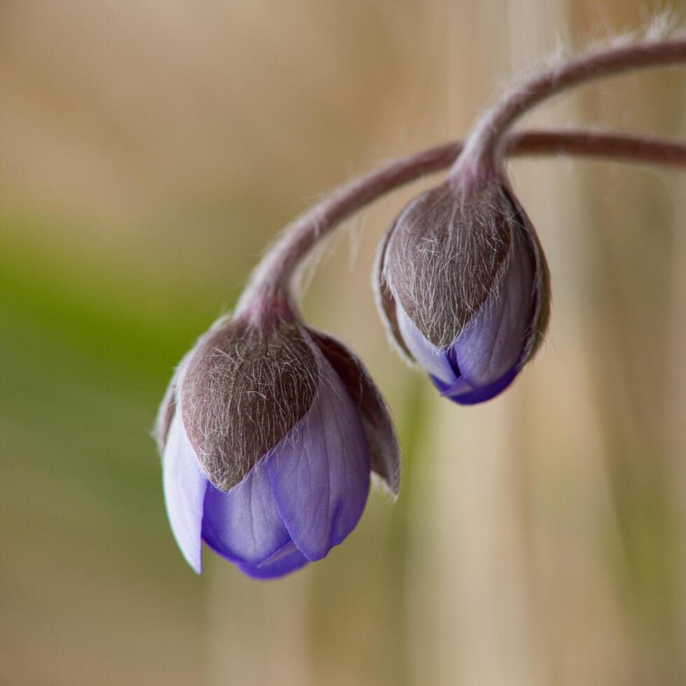 close up of two purple flowers photo