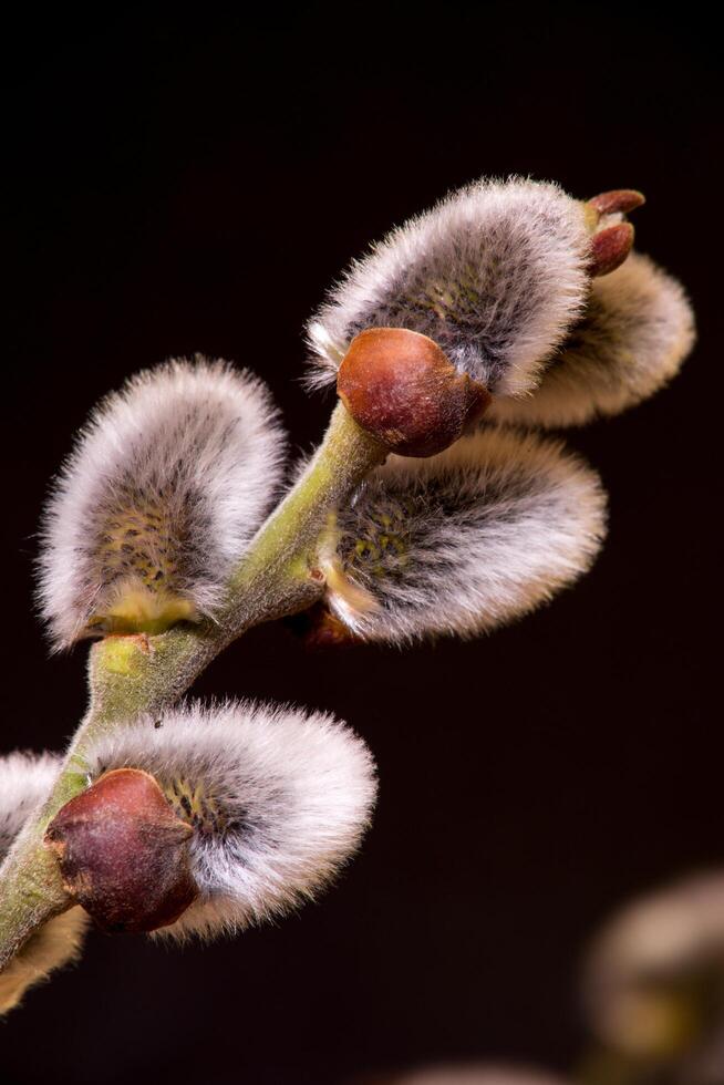 Detail close up of the buds of a willow tree photo