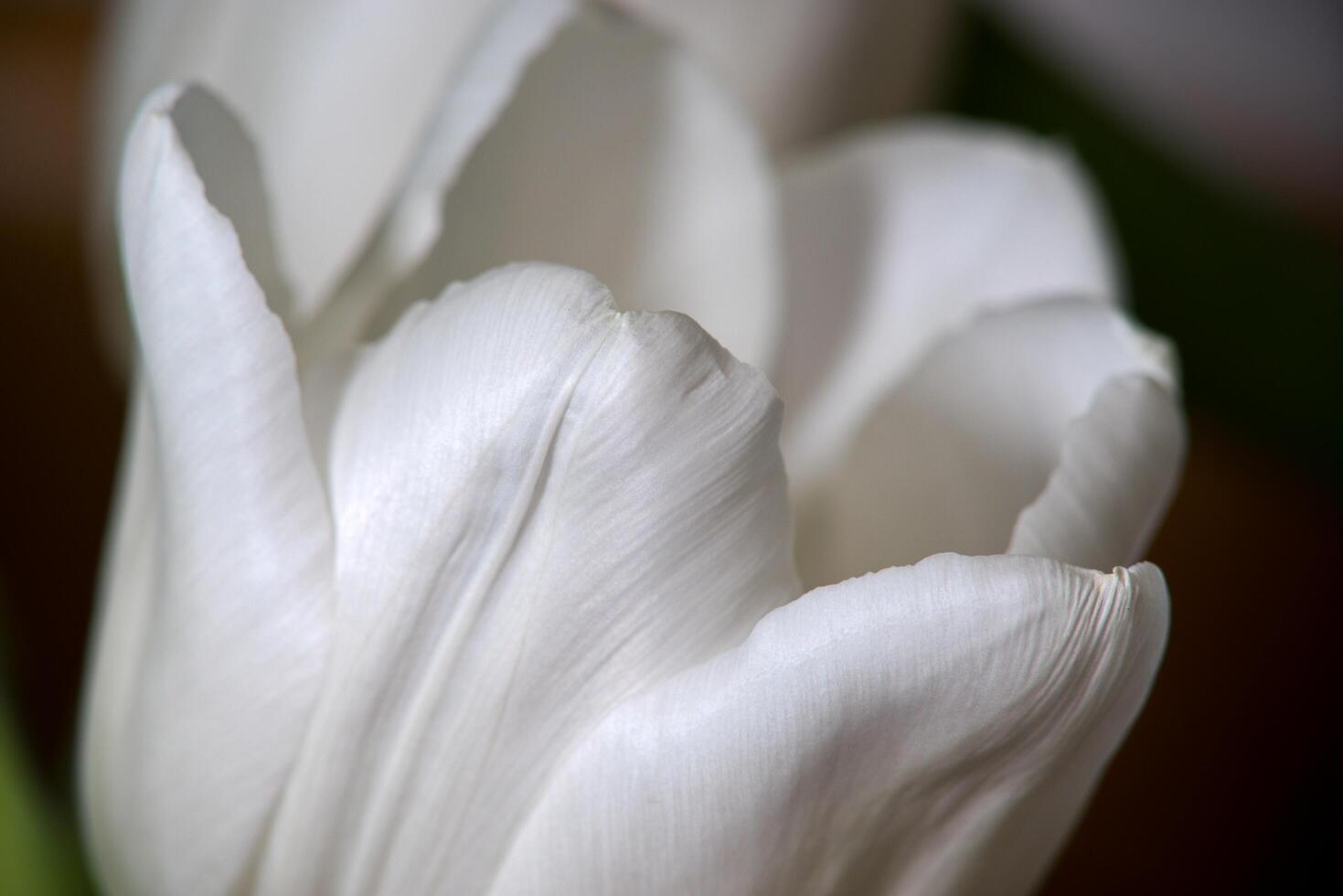 a close up of a white tulip photo