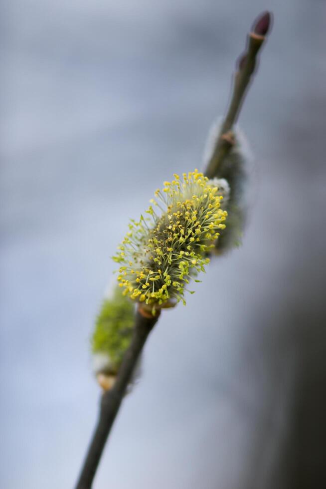a branch with yellow flowers on it photo