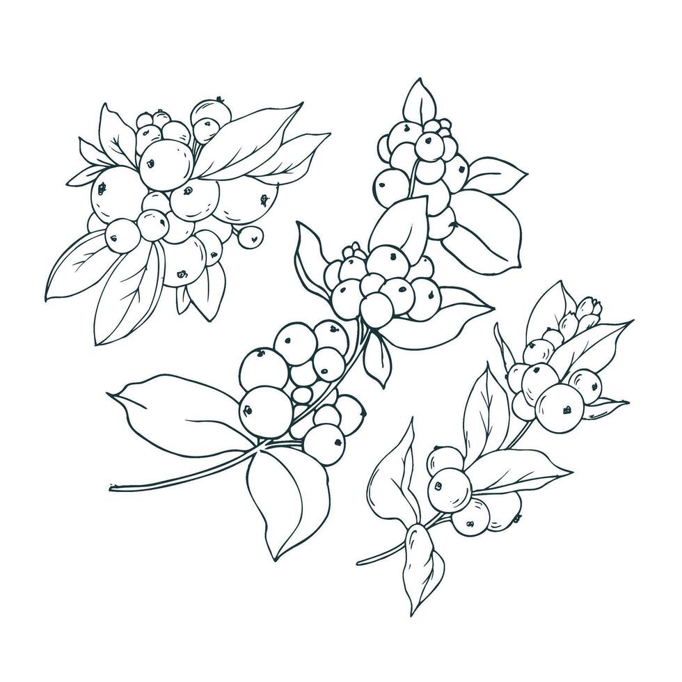 Snowberry branches with white berries and leaves. Line art is a simple hand-drawn illustration in black and white ink. Set of elements EPS vector