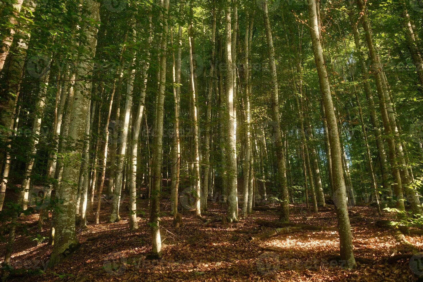 A vibrant forest filled with trees and leaves scattered on the ground photo