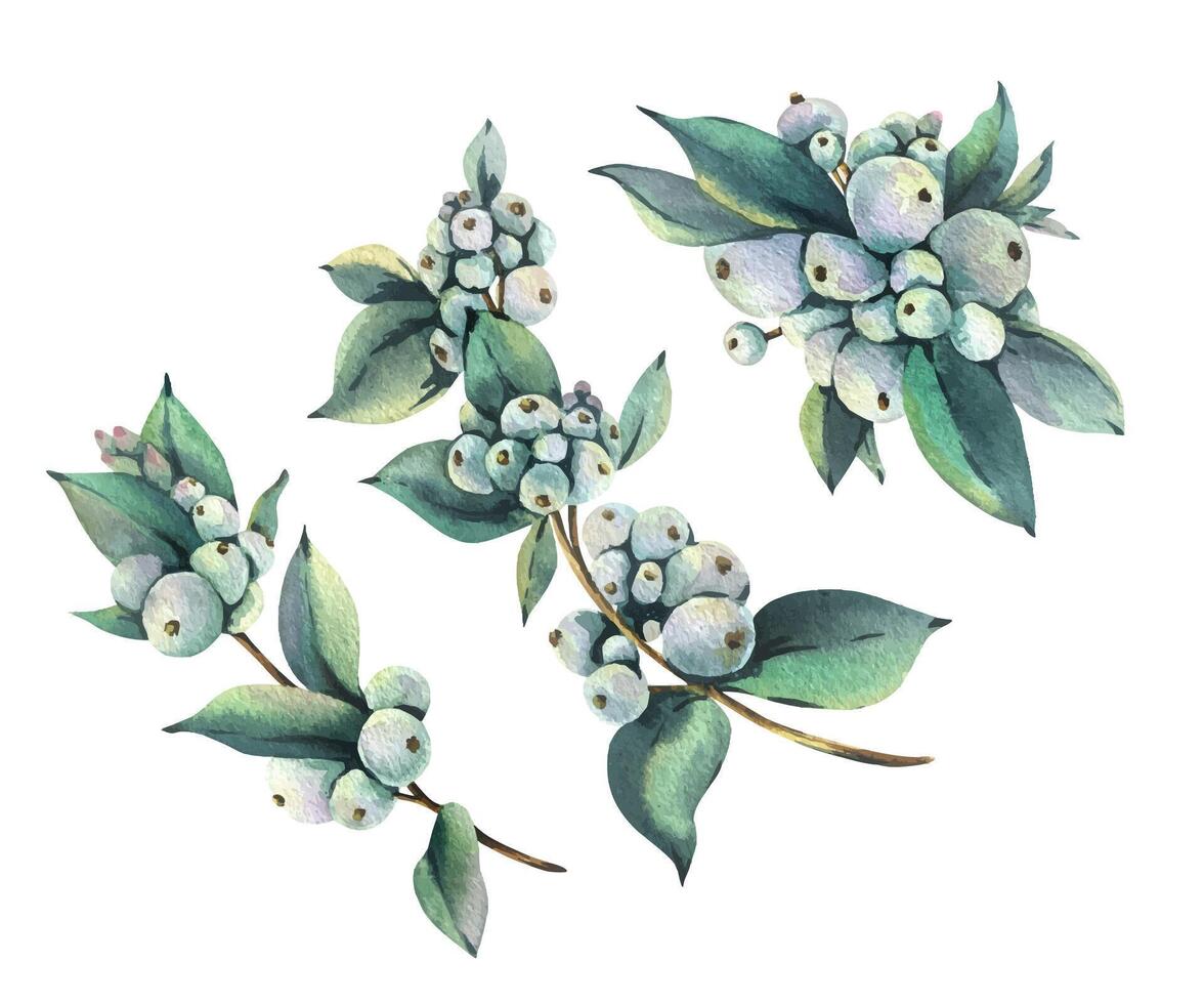 Watercolor berries and leaves illustration vector