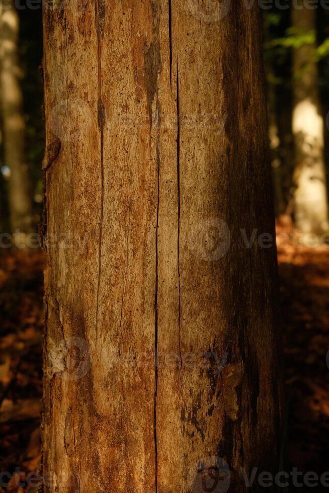 A closeup view of a tree trunk located in a serene woodland area photo