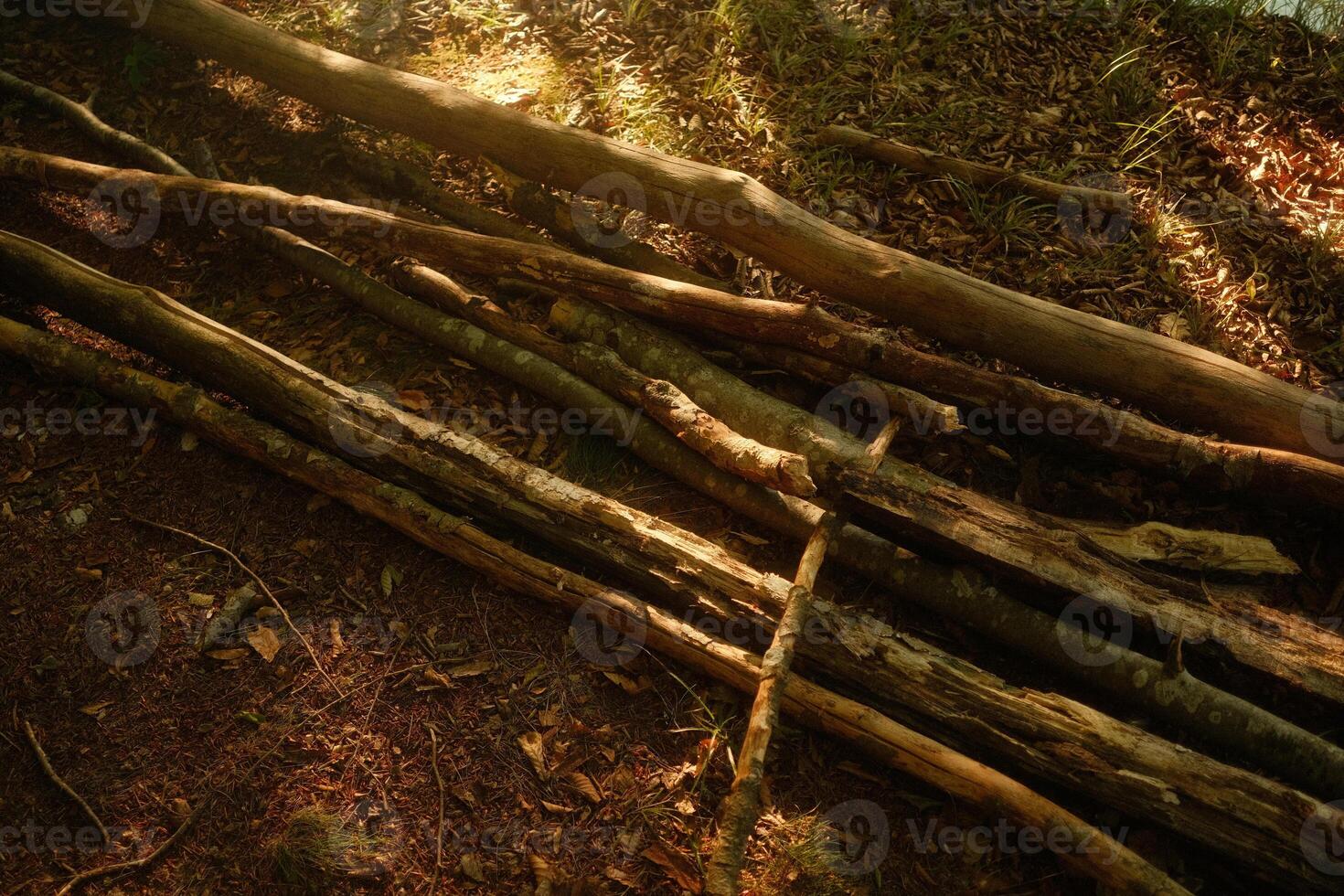 A significant pile of wood is laying on the ground in the woods nearby photo