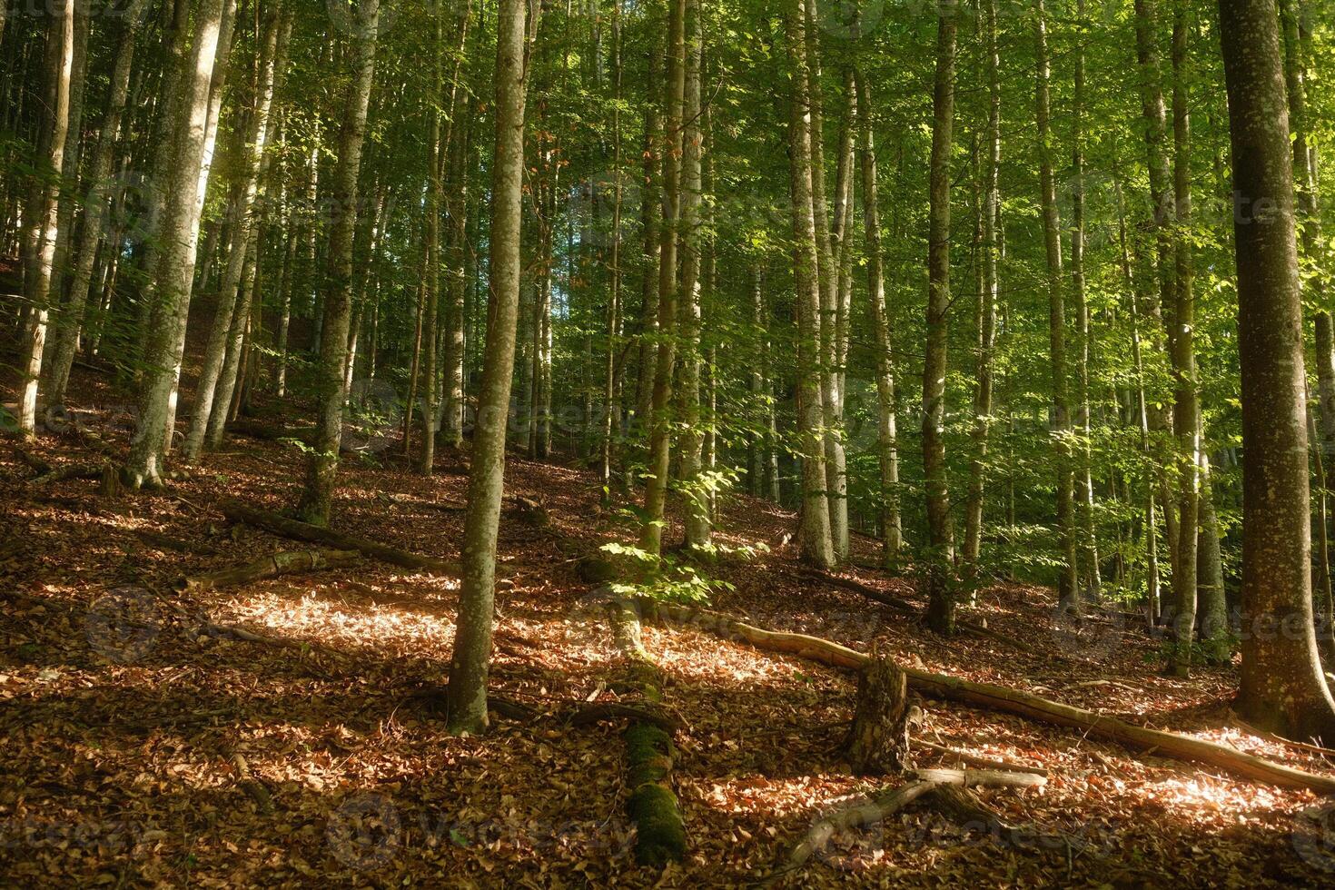 The bright sun is shining gently through the tall trees in the lush forest photo