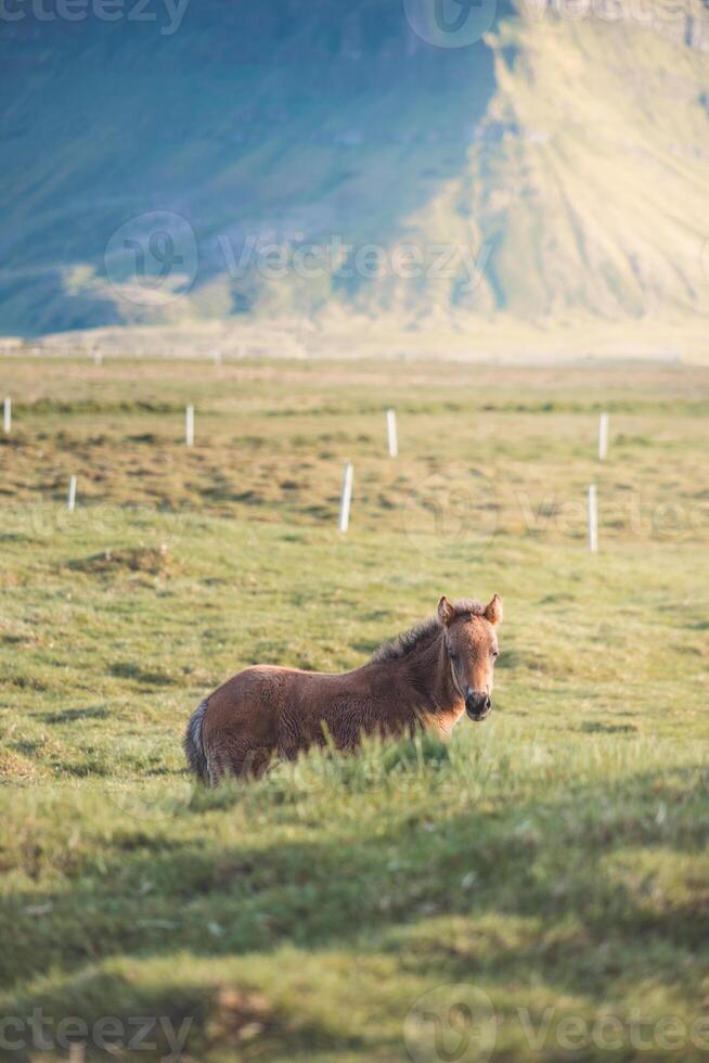 Chestnut foal and its mother appear as silhouettes against a dramatic sky above Icelandic mountain ridges. photo
