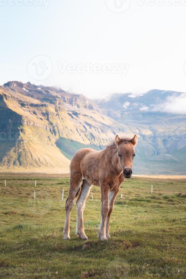 Soft dun foal strolls with its mother across an open meadow dotted with wildflowers under pastel morning light. photo