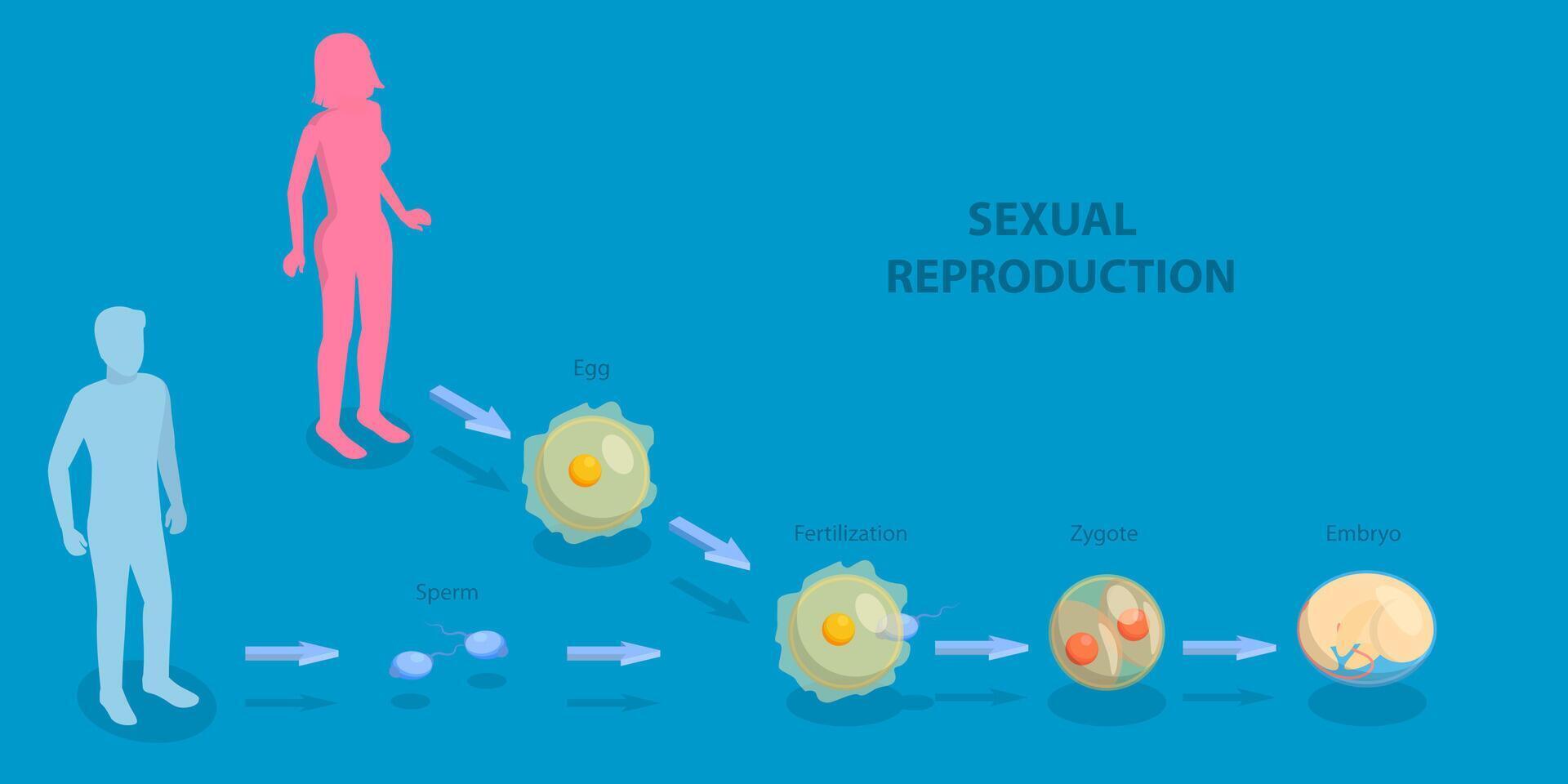 3D Isometric Flat Illustration of Sexual Reproduction, Human Fertilization vector