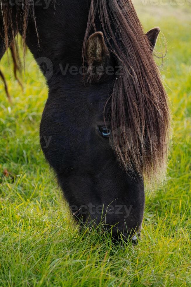 Horse grazing in a green field photo