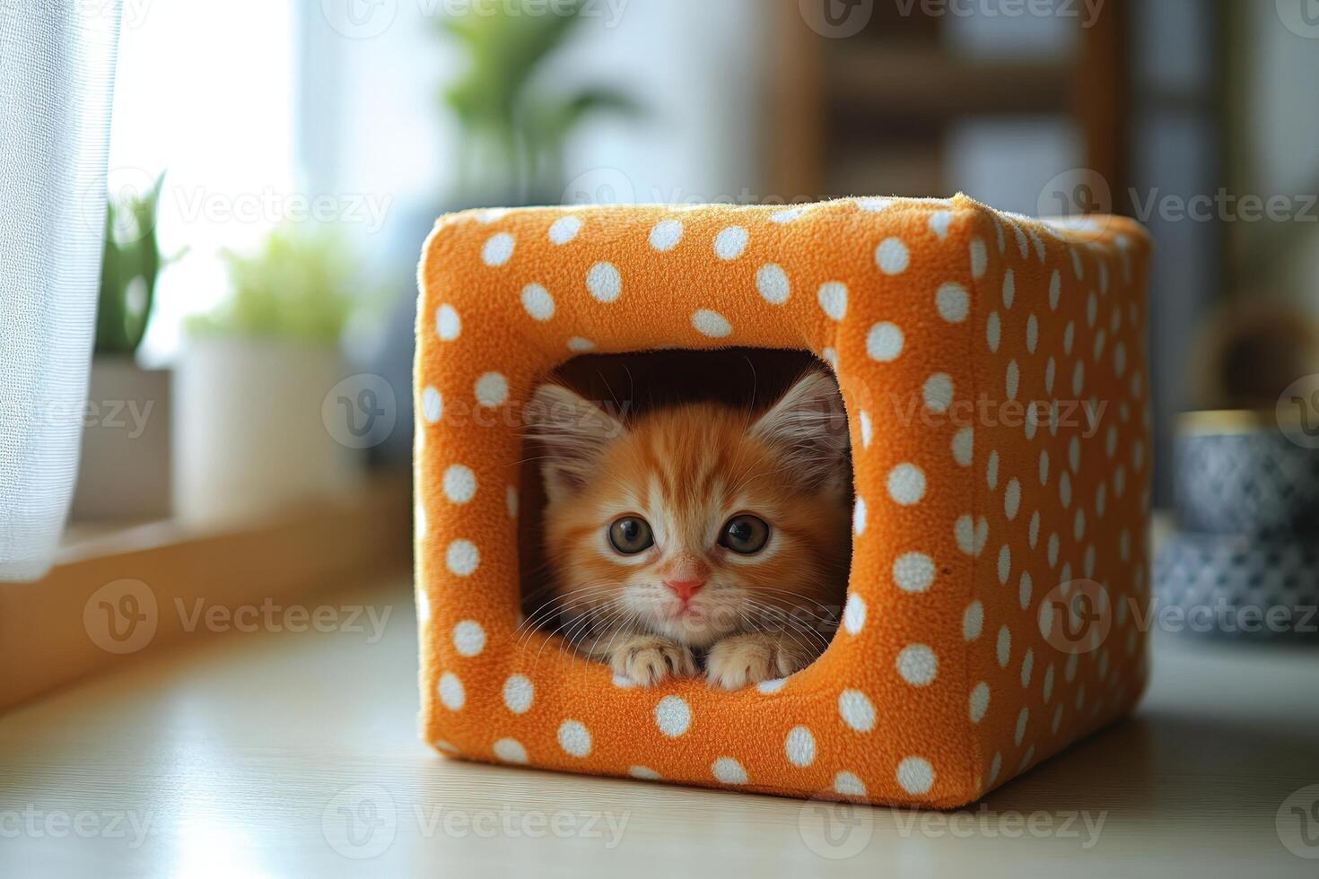 A kitten in a small orange and white polka dot box photo