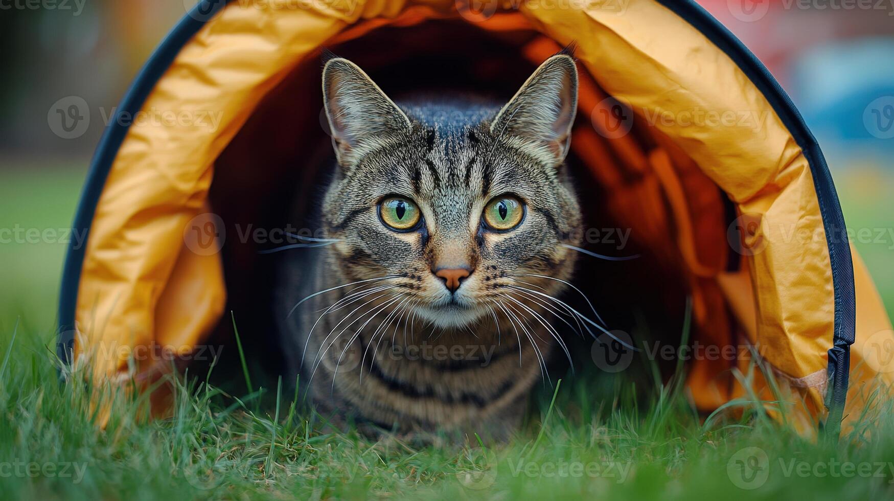 A cat is sitting in a tent in the grass photo