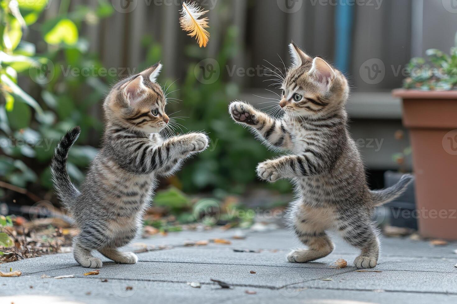 Two kittens playing with a feather photo