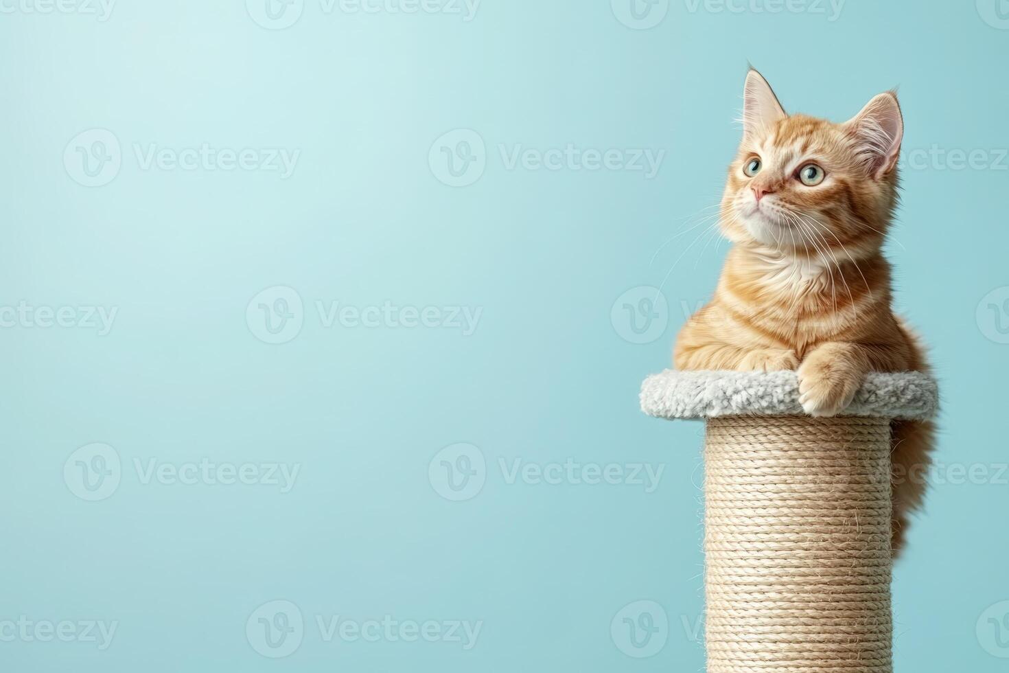 An orange tabby cat is sitting on top of a scratching post photo