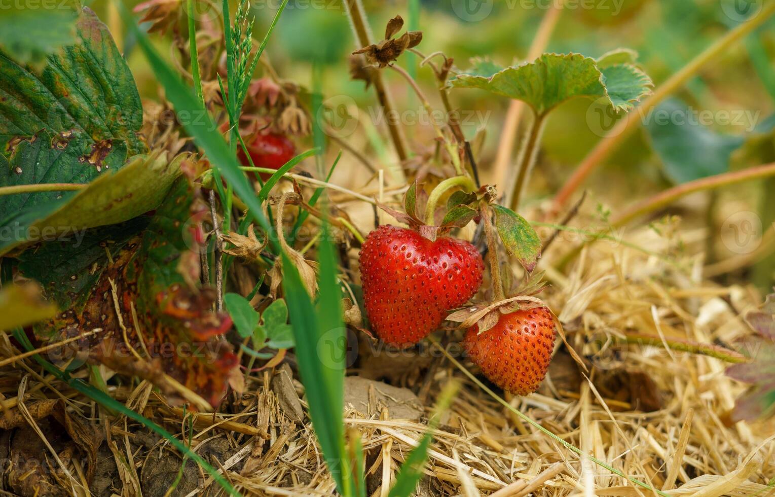 Top view of red ripe fresh strawberries on bush branches in a farmer's field. photo