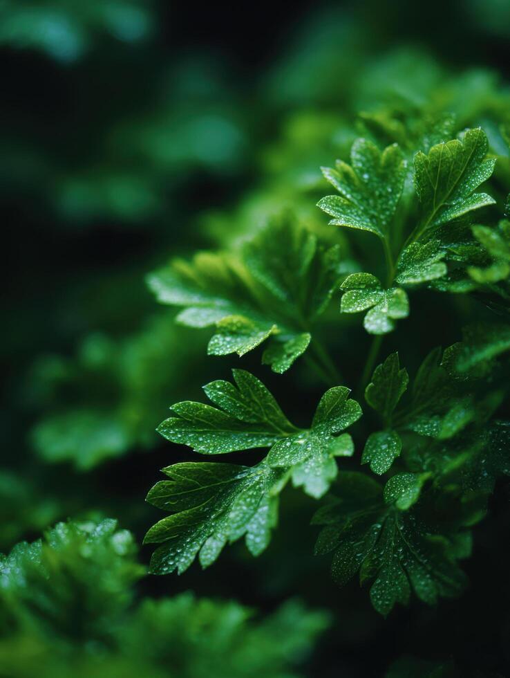 The Fresh Essence Of The Garden In Fresh Parsley photo