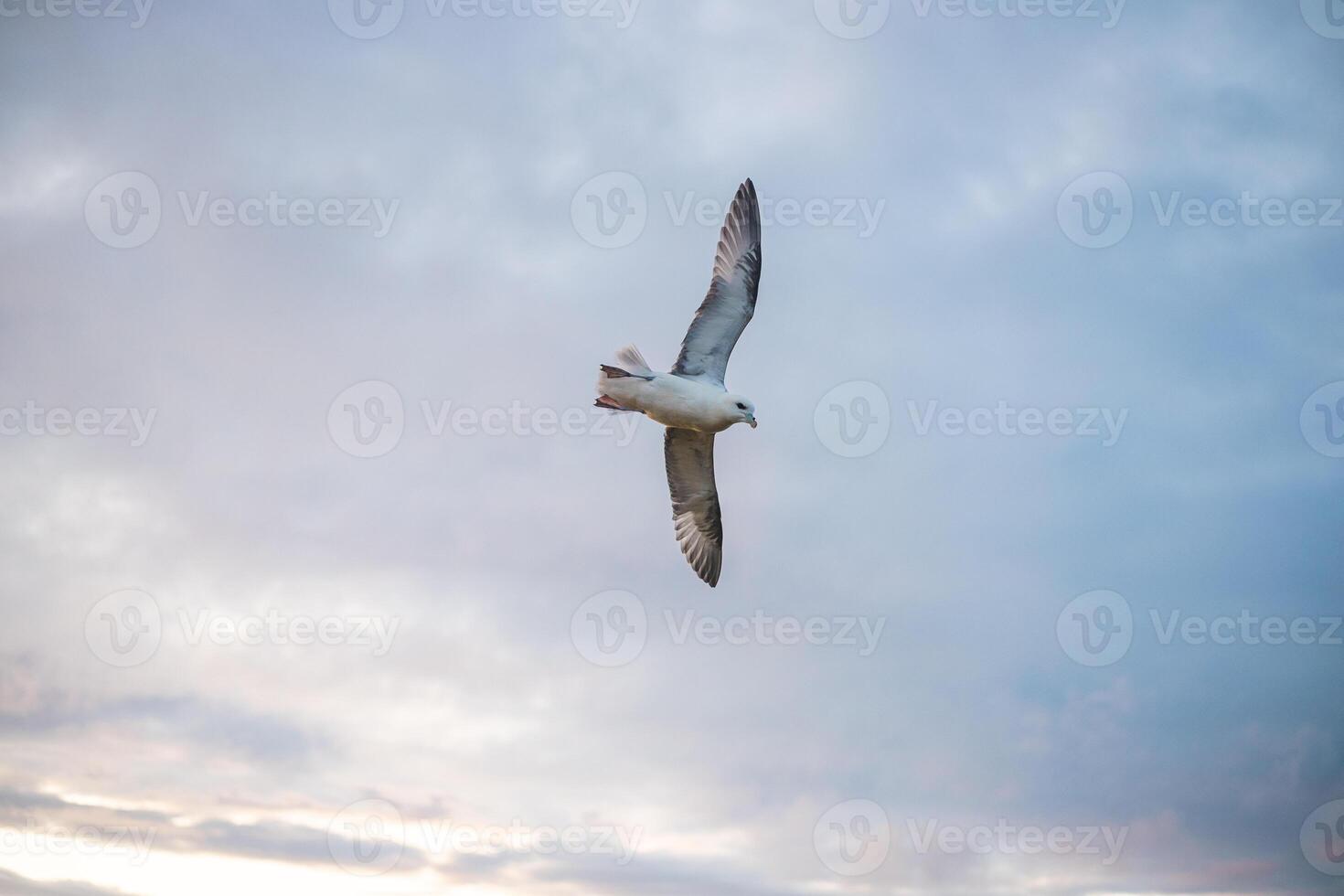 Iceland gull is flying over a coastal landscape photo