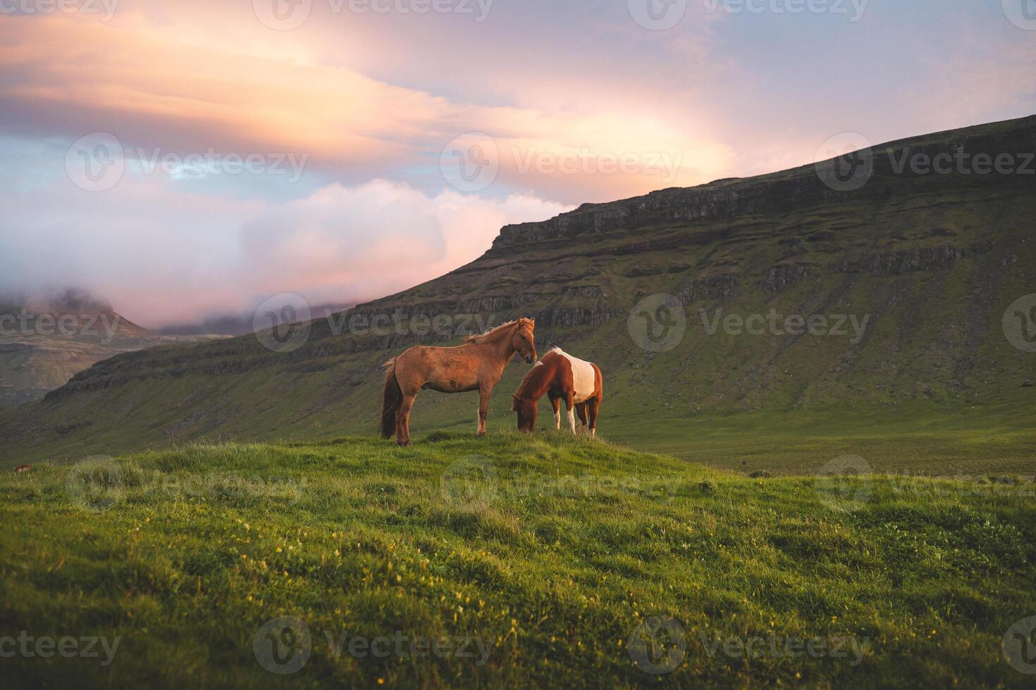 Two horses in a green landscape photo
