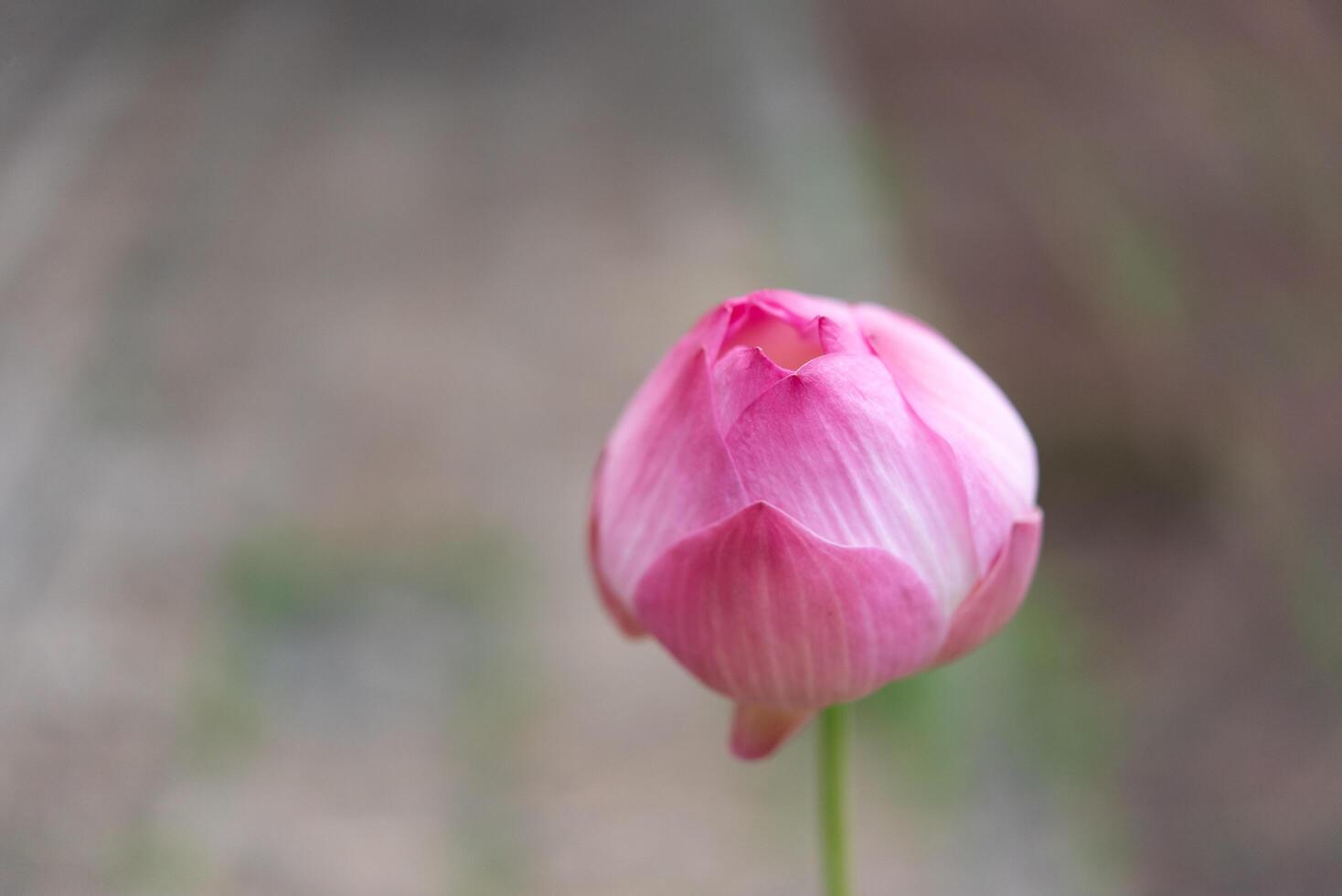 A pink lotus flower is seen in front of a wooden fence photo