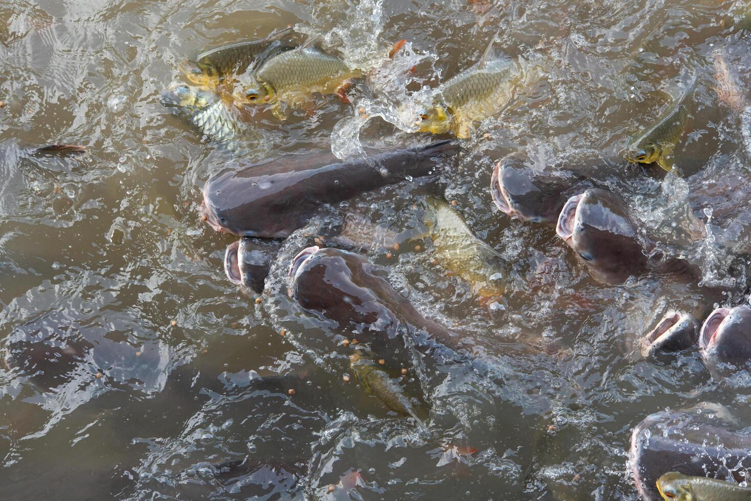 Crowd of freshwater fish scramble food in river photo