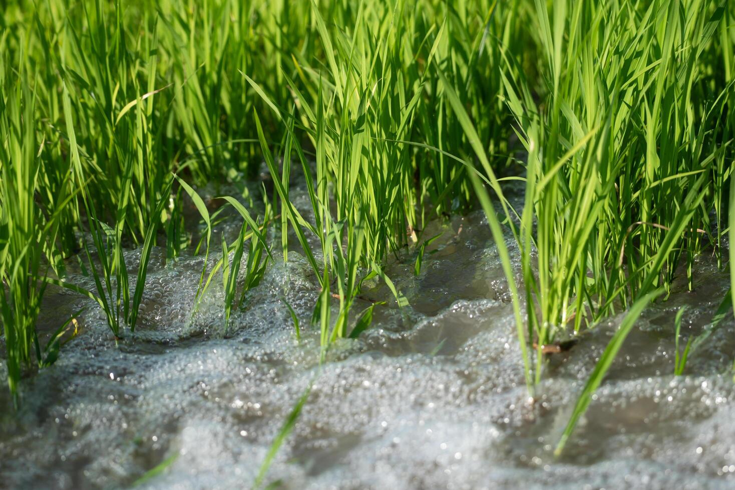 A close up of grass in a field photo